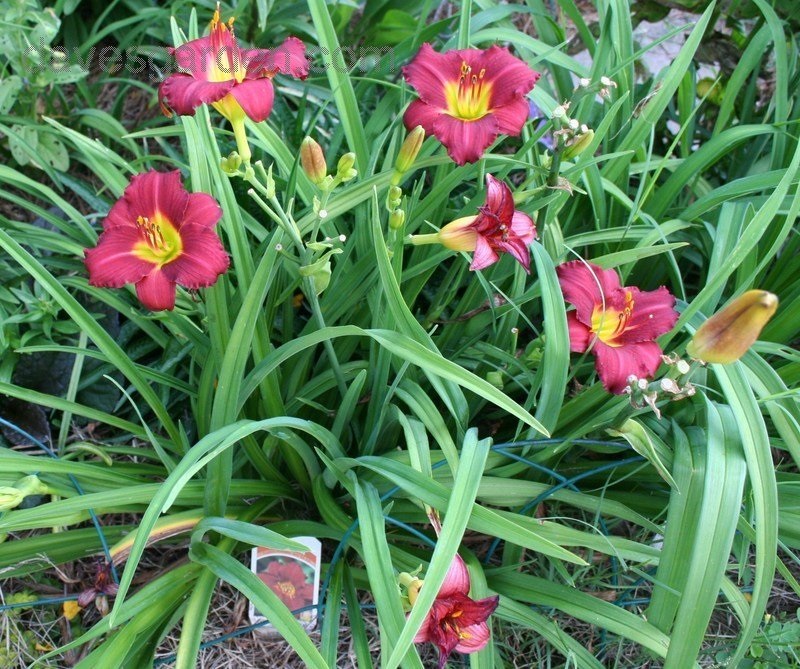 1g Ruby Stella Daylily